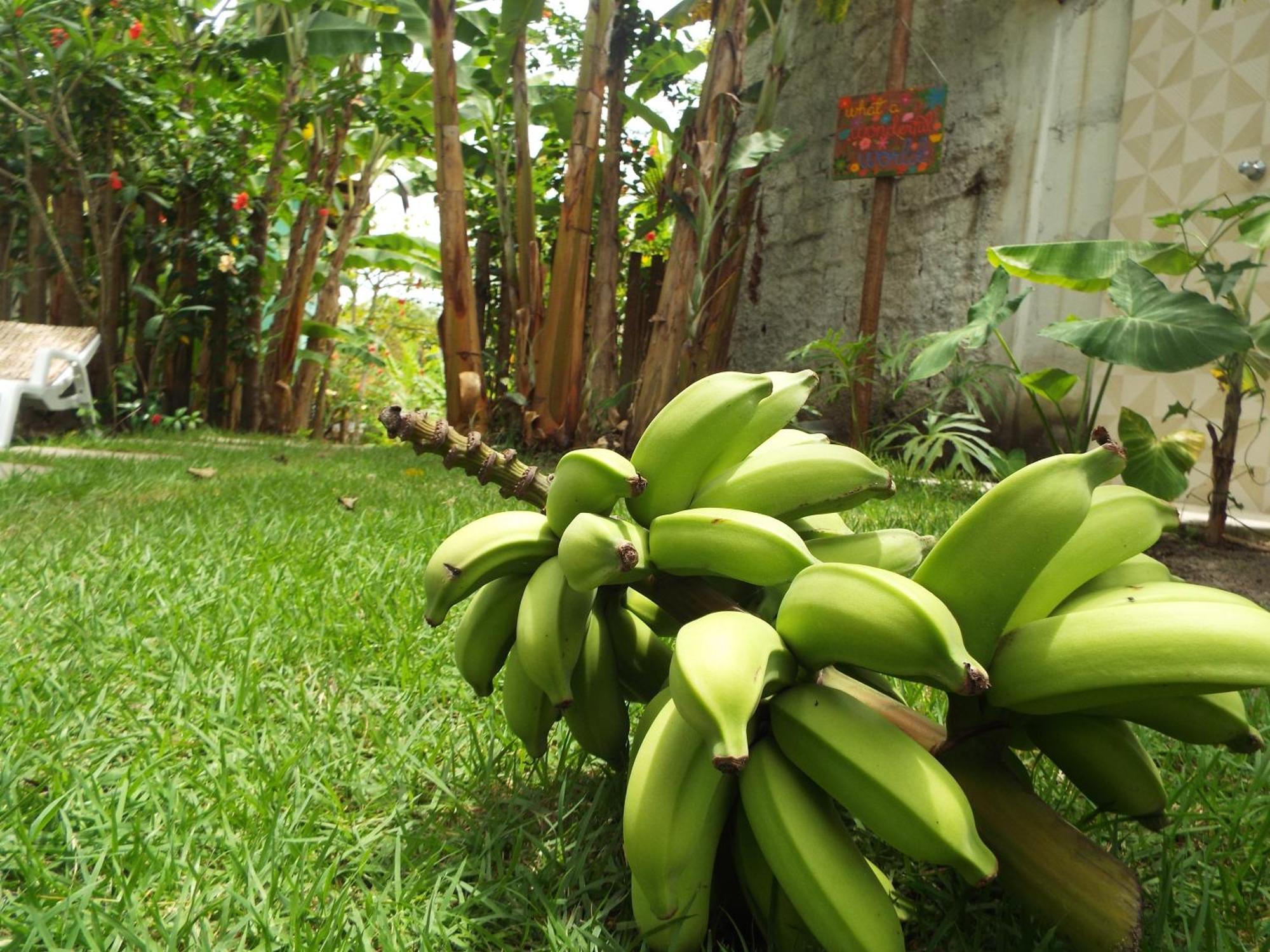 Jardim Uxua Villa Velha Boipeba Bagian luar foto