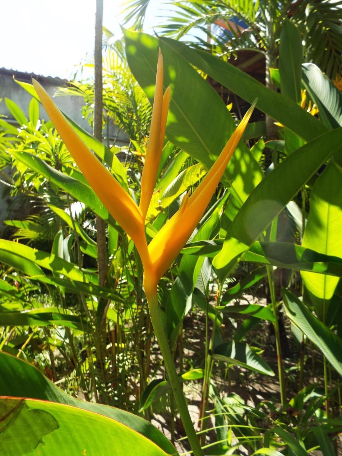 Jardim Uxua Villa Velha Boipeba Bagian luar foto